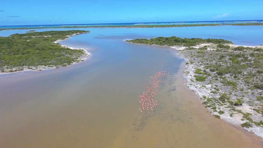 Flamingos in Flamingo Pond, Anegada, from the air, November 2025