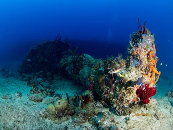 The coral-encrusted mast of the Rhone sunk in the British Virgin Islands.