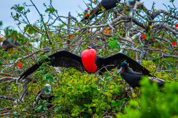 Magnificent frigate bird