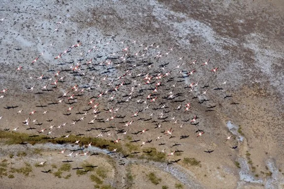 Flamingos flying in the BVI