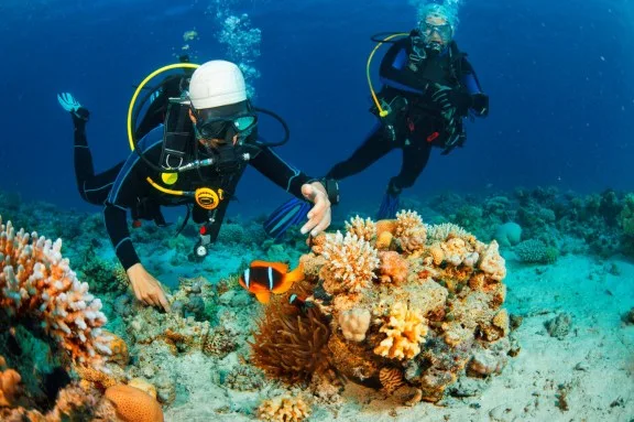 Alice in Wonderland Dive Site at Ginger Island, British Virgin Islands