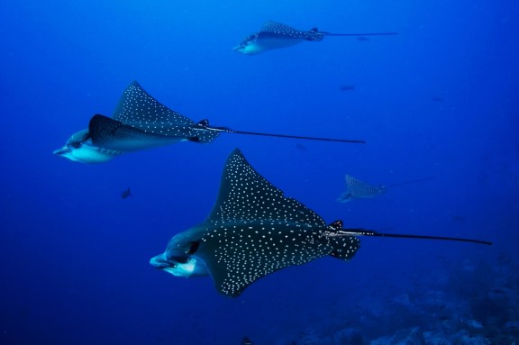 Eagle Rays