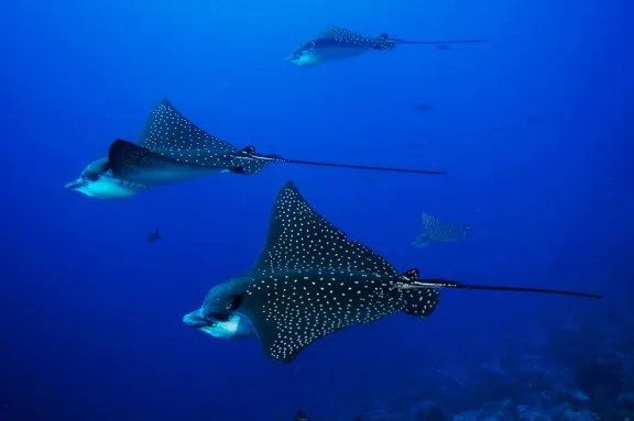 Eagle Rays