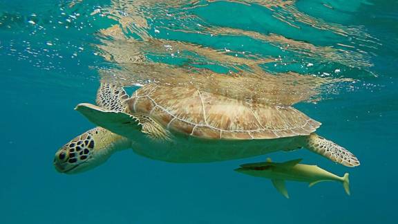 Nature's wonderful menagerie, from Belline 2