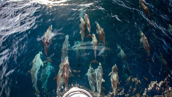 A pod of Dolphins coursing before Belline's bow