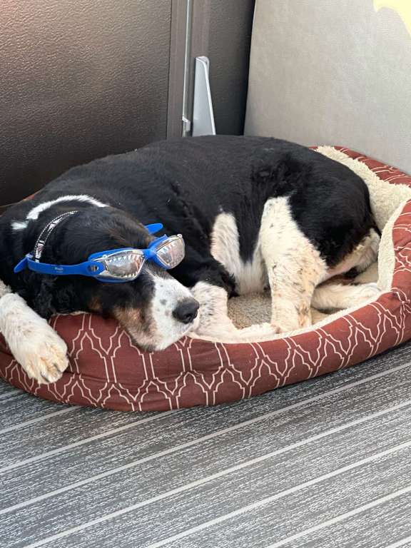 Image of STELLA BLUE yacht #17