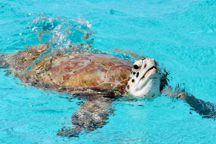 Sea turtle says hello