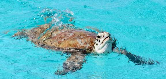 Sea turtle says hello