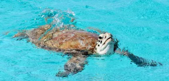 Sea turtle says hello