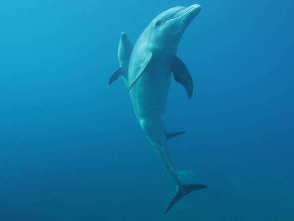 Image of BLACK TORTUGA yacht #19