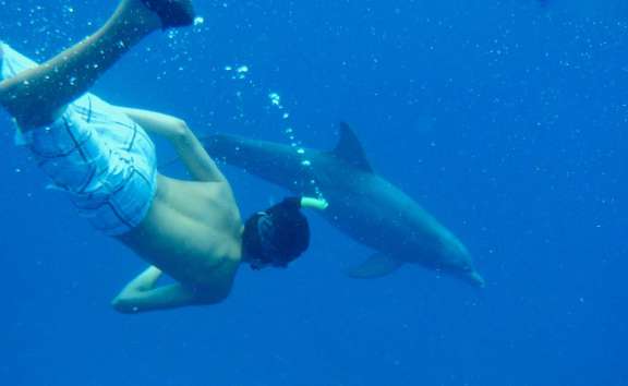 Swimming with Dolphins