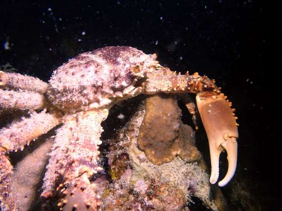 Image of DREAMCATCHER yacht #15