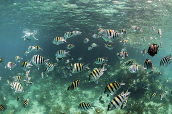 Image of LUNA BLISS yacht #17