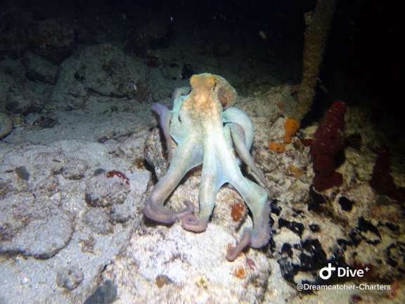 Image of DRAGONFLY yacht #16