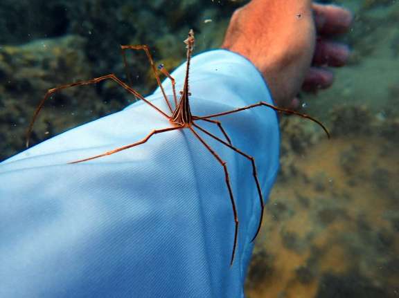 Image of DRAGONFLY yacht #17