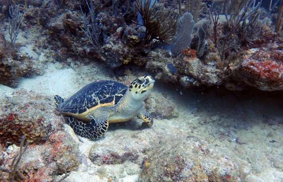 Image of SOME KIND OF WONDERFUL yacht #13