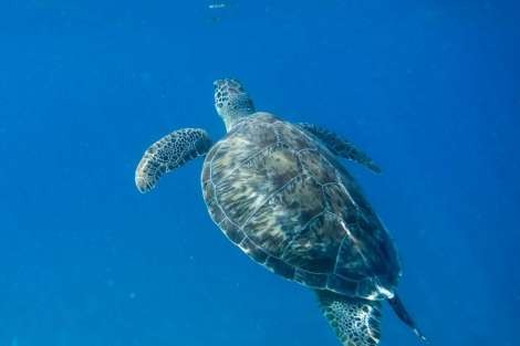 Review img # 105 of the yacht ALIZÉ