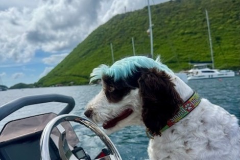 Review img # 8 of the yacht DRAGONFLY
