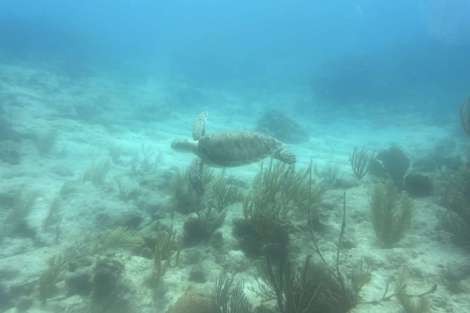 Review img # 7 of the yacht OHANA