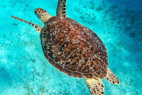 Review img # 31 of the yacht RESPITE AT SEA