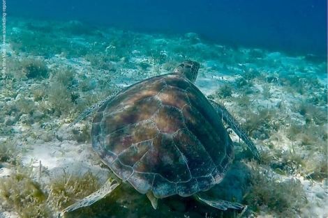 Review img # 31 of the yacht SWAN
